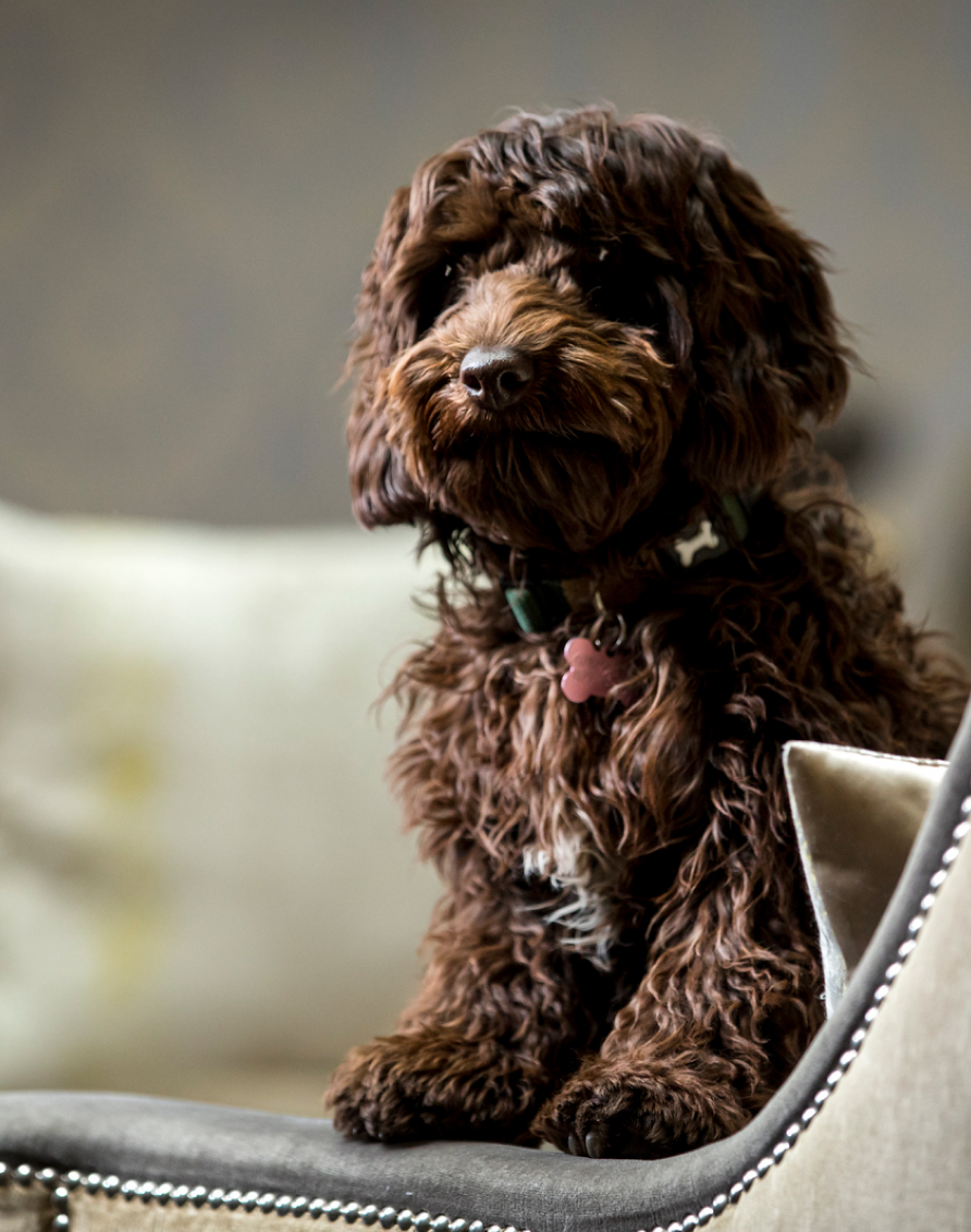 Crosssell Desktop Primary CTA Dog