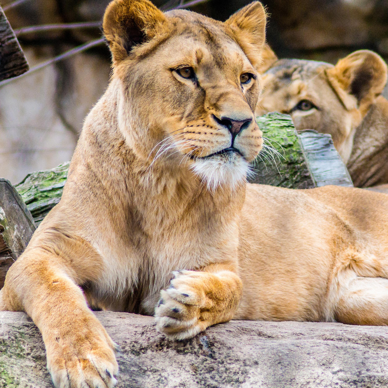 Port Lympne Animal Reserve 5050