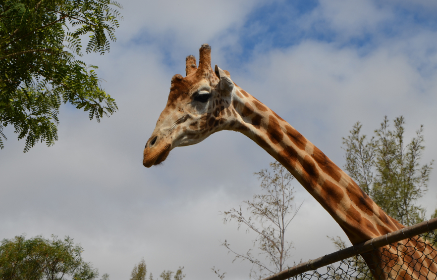 Carousel Desktop Ttdkent